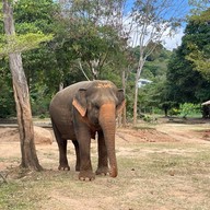 บรรยากาศ Samui Elephant Sanctuary Bophut