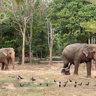 บรรยากาศ Samui Elephant Sanctuary Bophut