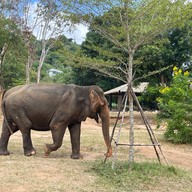 บรรยากาศ Samui Elephant Sanctuary Bophut