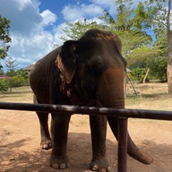 บรรยากาศ Samui Elephant Sanctuary Bophut
