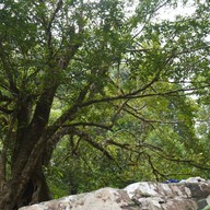 เกาะกูด