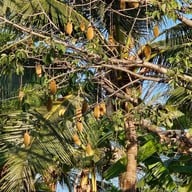 Inlaya Bar and Grill