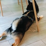 Jungle De Woof Cafe