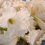 บรรยากาศ กาดเก๊าจาว