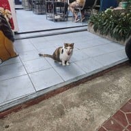 ฮกกี่เหลา