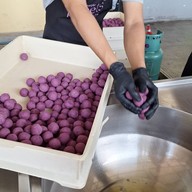 Gamiyuii Purple Sweets Potatoes ต้นสัก