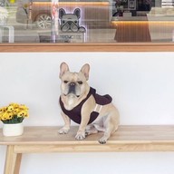 Frenchie Milk Tea เฟรนชี่มิลล์ที
