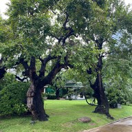 Lady L Garden Bistro