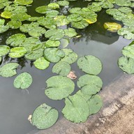 Lady L Garden Bistro