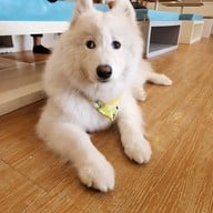 ฮัสกี้เฮ้าส์คาเฟ่ บางแสน