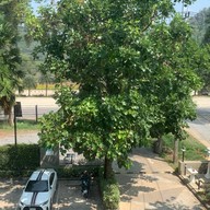 ฟอร์จูนดีพลัสเขาใหญ่