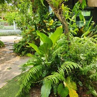 The Melon Cafe' Lopburi