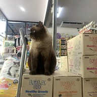 PET's STATION - สถานีสัตว์เลี้ยง