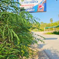 ร้านอาหารนาตาติ๋ว