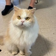 บรรยากาศ Khonkean Exotic Pets & The fountain Show