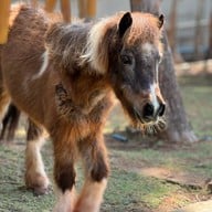 บรรยากาศ Khonkean Exotic Pets & The fountain Show
