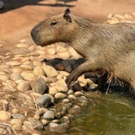 Khonkean Exotic Pets & The fountain Show