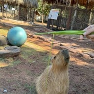 บรรยากาศ Khonkean Exotic Pets & The fountain Show