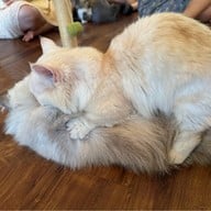 Khonkean Exotic Pets & The fountain Show