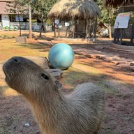 บรรยากาศ Khonkean Exotic Pets & The fountain Show