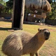 บรรยากาศ Khonkean Exotic Pets & The fountain Show