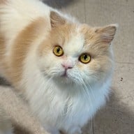 บรรยากาศ Khonkean Exotic Pets & The fountain Show