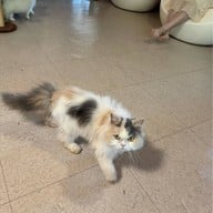 บรรยากาศ Khonkean Exotic Pets & The fountain Show