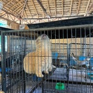 Khonkean Exotic Pets & The fountain Show