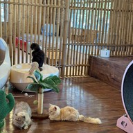 บรรยากาศ Khonkean Exotic Pets & The fountain Show