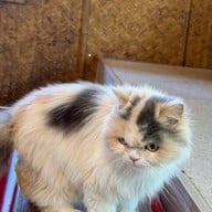 บรรยากาศ Khonkean Exotic Pets & The fountain Show