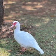 บรรยากาศ Khonkean Exotic Pets & The fountain Show