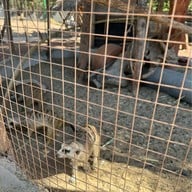 Khonkean Exotic Pets & The fountain Show