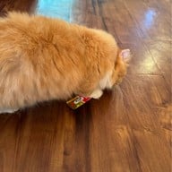 บรรยากาศ Khonkean Exotic Pets & The fountain Show