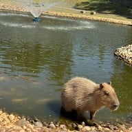 Khonkean Exotic Pets & The fountain Show