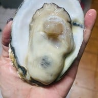 หอยนางรมสุราษฎร์ bkk เจริญนคร เจริญนคร