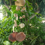 ครัวกะเพราหอม