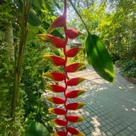 บรรยากาศ อุทยานผีเสื้อและแมลงกรุงเทพ