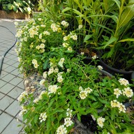 บรรยากาศ อุทยานผีเสื้อและแมลงกรุงเทพ