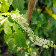 บรรยากาศ อุทยานผีเสื้อและแมลงกรุงเทพ