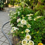 บรรยากาศ อุทยานผีเสื้อและแมลงกรุงเทพ