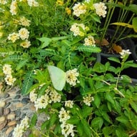 บรรยากาศ อุทยานผีเสื้อและแมลงกรุงเทพ