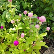 บรรยากาศ อุทยานผีเสื้อและแมลงกรุงเทพ