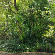 บรรยากาศ อุทยานผีเสื้อและแมลงกรุงเทพ