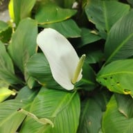 บรรยากาศ อุทยานผีเสื้อและแมลงกรุงเทพ