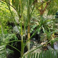 บรรยากาศ อุทยานผีเสื้อและแมลงกรุงเทพ