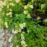 บรรยากาศ อุทยานผีเสื้อและแมลงกรุงเทพ