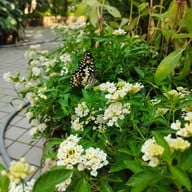 บรรยากาศ อุทยานผีเสื้อและแมลงกรุงเทพ