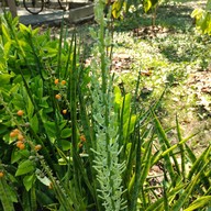 บรรยากาศ อุทยานผีเสื้อและแมลงกรุงเทพ