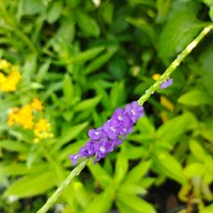 บรรยากาศ อุทยานผีเสื้อและแมลงกรุงเทพ