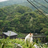 Houtong Cat Village